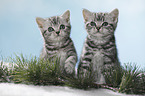 sitting British Shorthait kitten