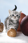 standing British Shorthait kitten