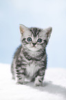 standing British Shorthait kitten