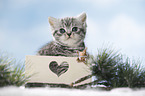 British Shorthait kitten in a box