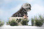 British Shorthait kitten in a box
