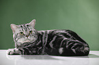 lying British Shorthair