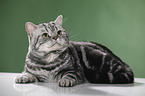 lying British Shorthair