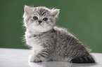 sitting British Shorthait kitten
