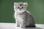 sitting British Shorthait kitten