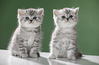 sitting British Shorthait kitten