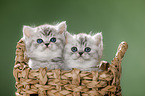 British Shorthait kitten in a basket