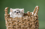 British Shorthait kitten in a basket