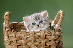 British Shorthait kitten in a basket