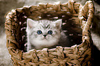 British Shorthait kitten in a basket