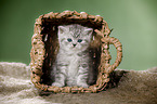 British Shorthait kitten in a basket