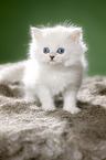 standing British Shorthait kitten