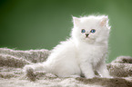 sitting British Shorthair kitten