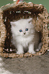 British Shorthair kitten in a basket