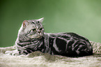 lying British Shorthair