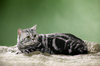 lying British Shorthair