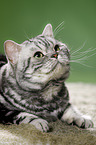 lying British Shorthair