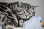 lying British Shorthair