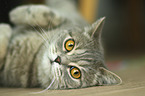 lying British Shorthair