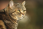British Shorthair portrait