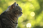 British Shorthair portrait