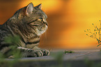 lying British Shorthair