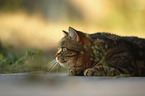 lying British Shorthair