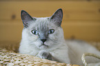 lying British Shorthair