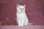 British Shorthair Kitten