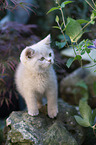 British Shorthair Kitten