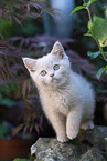 British Shorthair Kitten