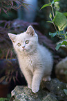 British Shorthair Kitten