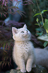 British Shorthair Kitten
