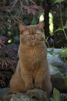 sitting British Shorthair