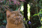 British Shorthair Portrait