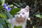 British Shorthair Kitten