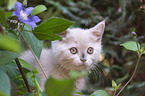 British Shorthair Kitten