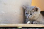 British Shorthair Kitten