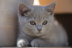 British Shorthair Kitten