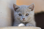 British Shorthair Kitten