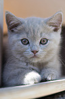 British Shorthair Kitten