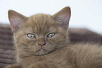 British Shorthair Kitten