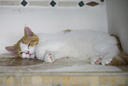 young British Shorthair