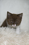 British Shorthair Kitten