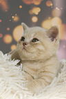 British Shorthair Kitten