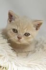 British Shorthair Kitten