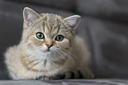 British Shorthair Kitten