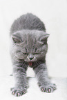 British Shorthair Kitten