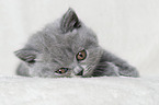 British Shorthair Kitten