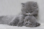 British Shorthair and Highlander Kitten